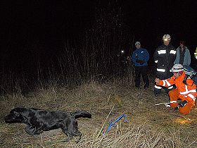 chien �leveurs chiens photos